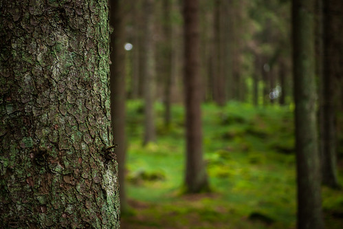 green nature forest se skåne sweden sverige uncropped f40 söderåsen 2013 skånelän canoneos5dmarkii stenestad ¹⁄₆₀sek ef2880mmf284lusm klåveröd 901092013151809