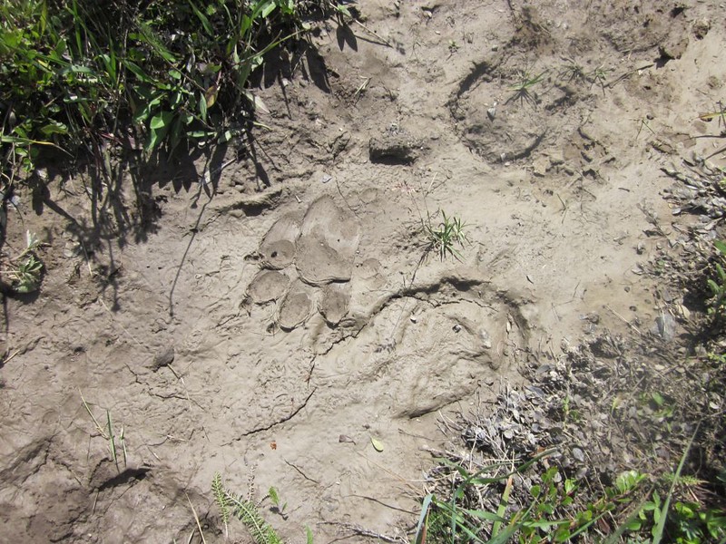 Fresh bear track in the mud on the Cascade River Trail - good thing he was going the other way!