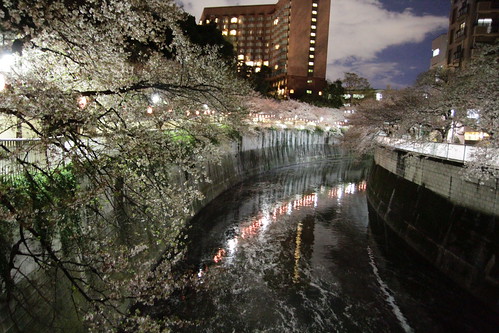 Cherry blossoms at night