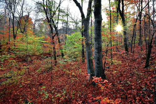 sunrise bernheimforest bullittcounty kentucky autumn fall forest color leaves trail trees outdoors earlymorning morning light scenic nikond810 nikkor1635