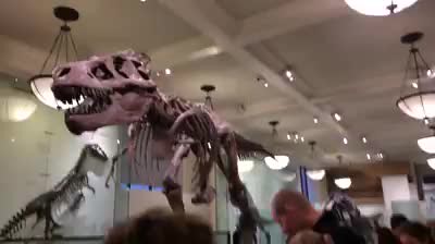 Americam Museum Of Natural History - Dinosaurs 14112016