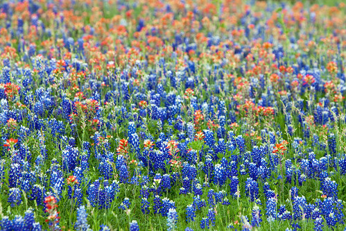 blue red flower nature bristol spring texas tx bluebonnet indianpaintbrush castilleja lupinustexensis canonef70200mmf28lisusm canonextenderef2xii canoneos5dmarkii canon5dmarkii