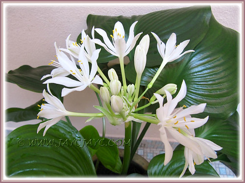 Blooming sequence of our Proiphys amboinensis (Cardwell Lily, Northern Christmas Lily)