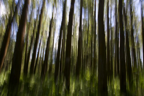 trees canada blur green forest landscape blurry edmonton alberta jurassic