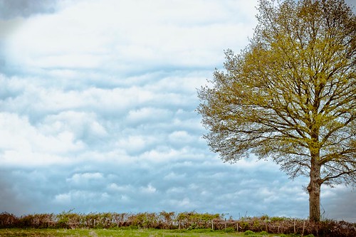 tree landscape cloudy nuage paysage arbre