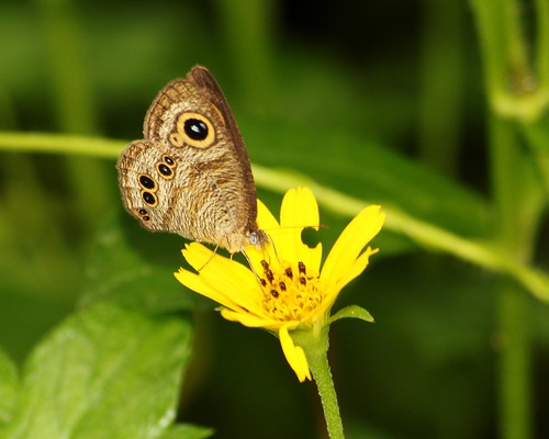 life india nature beauty butterfly kerala ypthimabaldus Taxonomy:Order=lepidoptera Taxonomy:binomial=ypthimabaldus