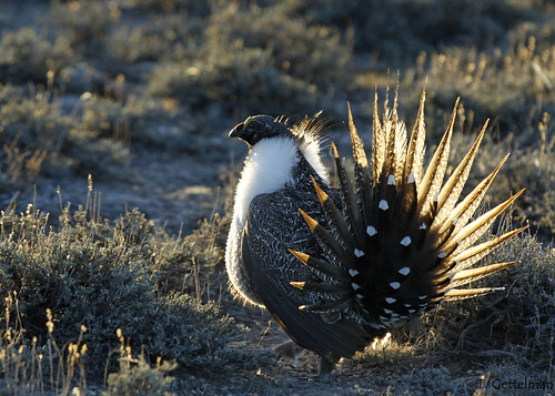 Male Greater sage-grouse turning