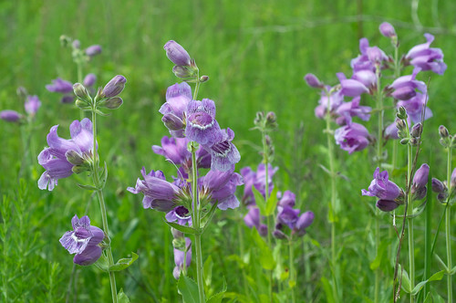 flower purple penstemon plantaginaceae penstemoncobaea