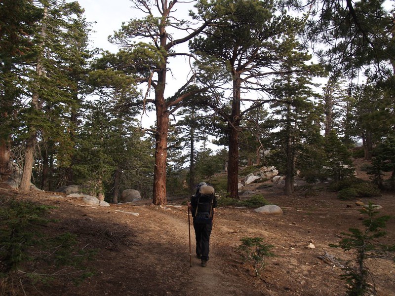 Hiking through tall forest along the ridge east of Red Tahquitz