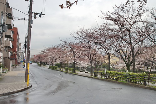 【写真】2013 桜 : 岡崎疎水/2020-09-27/IMGP8820