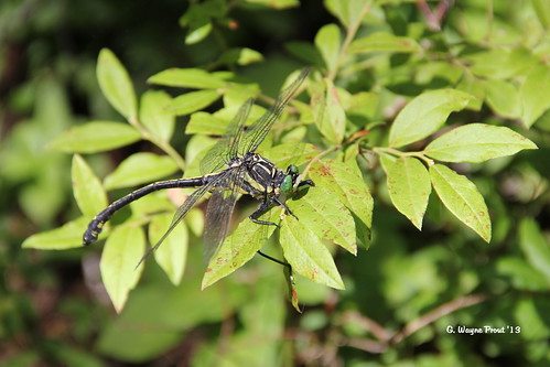 canada dragonflies insects prouts sesekinika gomphusadelphus sesekinikalake islandnorthernontario moustachedclubtaildragonfly