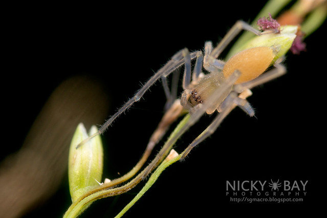 Sac Spider (Clubionidae) - DSC_3170