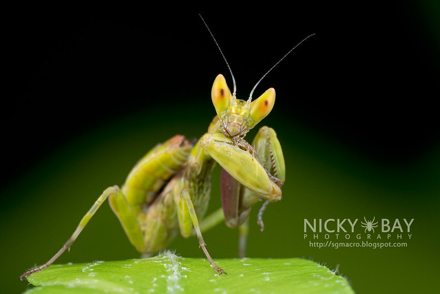 Flower Mantis nymph (Hymenopodidae?) - DSC_3690