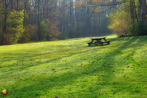 park morning trees light ny newyork green nature yellow sunrise table outdoors spring buffalo woods picnic moody shadows meadow sparkle enjoy inviting orchardpark chestnutridge