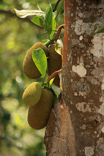 baby jackfruit