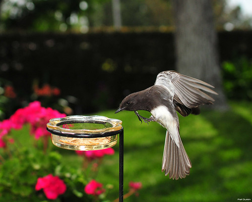 backyard action blackphoebe sequential