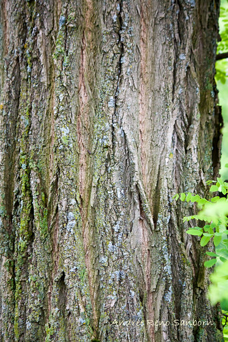 tree vermont unitedstates barton invasive robiniapseudoacacia blacklocust