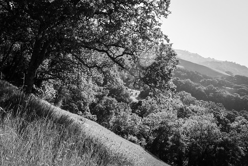 california trees blackandwhite bw grass landscape unitedstates hills flare sunol ifwedonthangonwellflyrightoff