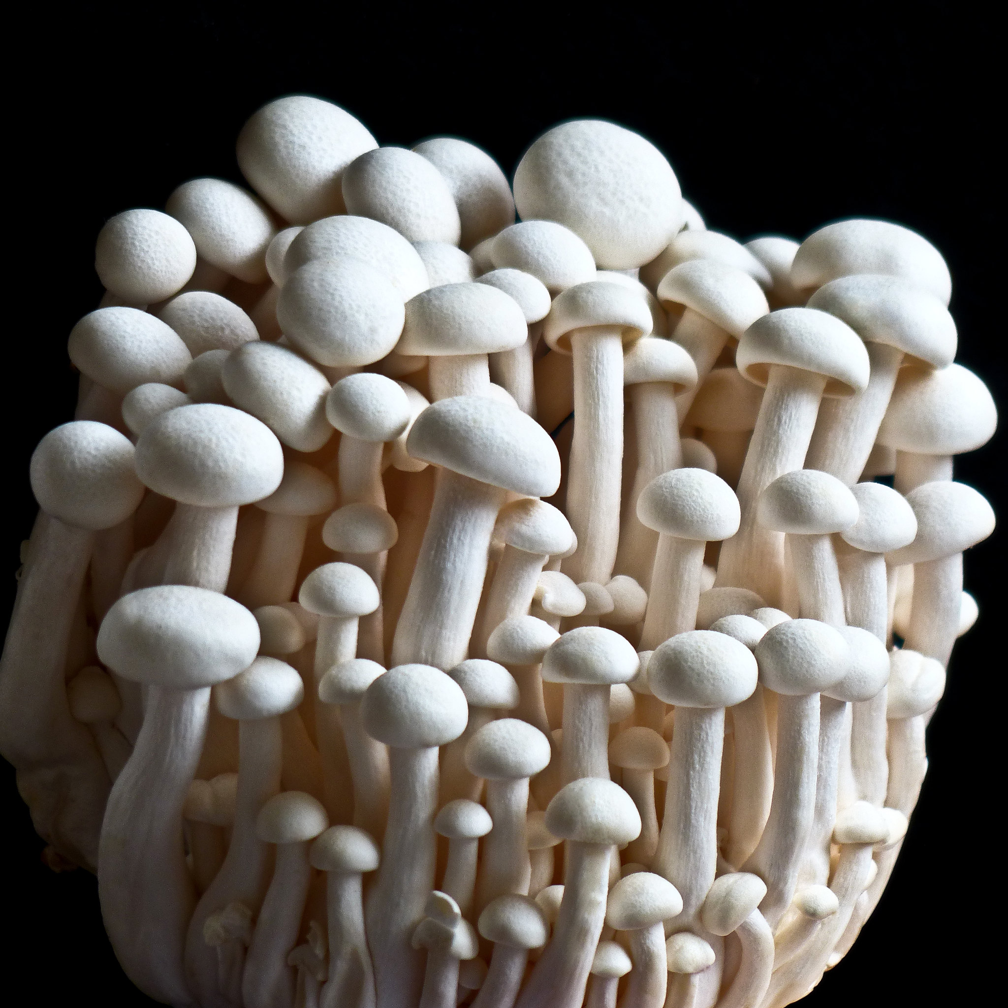 Как выращивают грибы эноки. Грибы Эноки и шимеджи. Корейские грибы шимеджи. Shimeji грибы. Опенок шимеджи.
