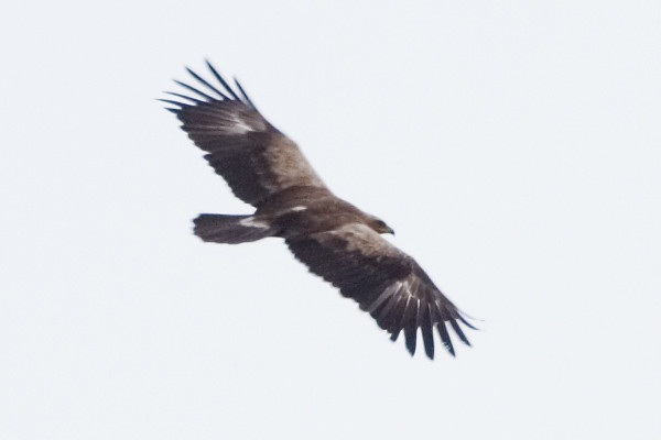 Photograph titled 'Lesser Spotted Eagle'