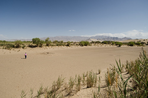 china sand desert dry huyang 胡杨 青海 qinghai golmud 格尔木 geermu populuseuphratica populusdiversifolia