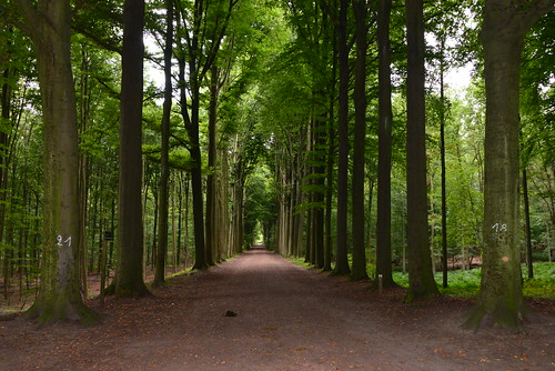 park wood trees brussels summer green nature path tervuren