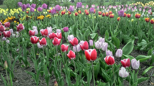 Banks of different coloured tulips, photographed across from flower level