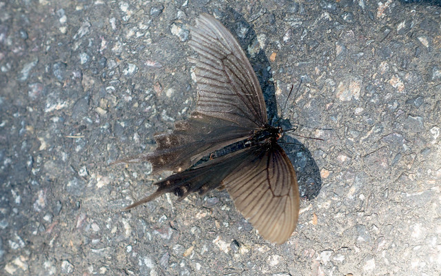 Butterfly on road