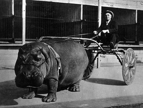 Hippo cart in 1924. The hippo belonged to a circus and apparently enjoyed pulling the carts as a trick