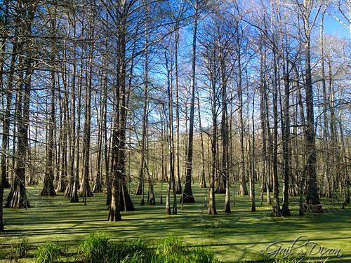 trees swamp algae lakemartin