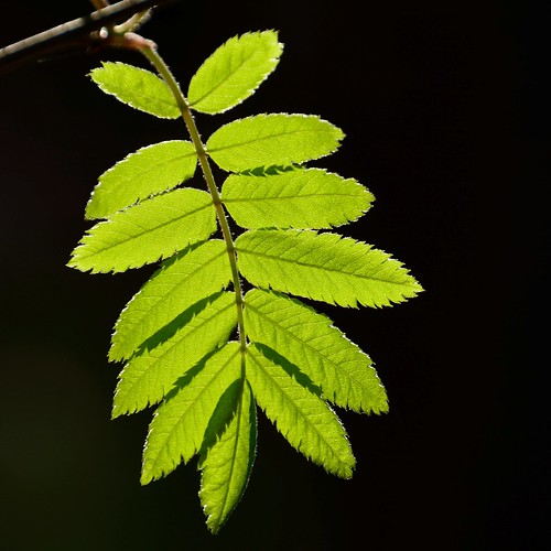 green backlight leaf spring rowan pihlaja lehti kevät sorbus vihreä vastavalo