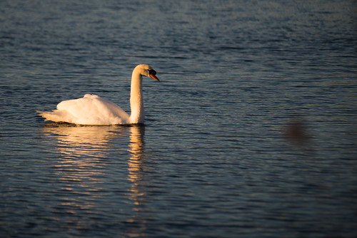 sunrise capecod swan oysterpond