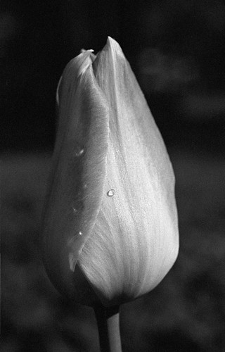 bw flower water fleur sunrise soleil quebec drop nb 55mm micro tulip hp5 nikkor deau goutte bois f90x tulipe coulonge levé rosée ilfosols ikford bwfp