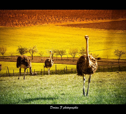 sunset france green nature colors animal animals yellow sunrise french landscape outside ostrich ostriches charente autruche sauvage