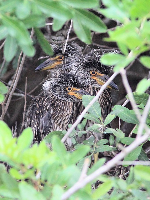 Yellow-crowned Night-Heron nest 18 with 3 of 4 nestlings 20130601
