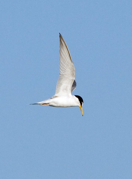 Photograph titled 'Little Tern'