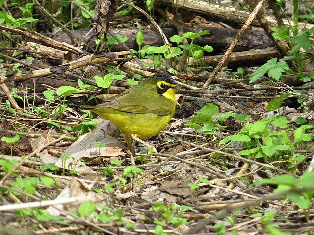Kentucky Warbler at Ewing Park in Bloomington, IL
