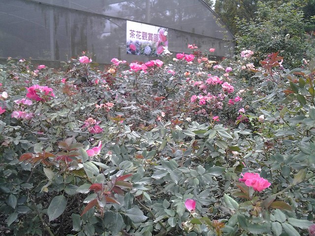 11310玫瑰花園
