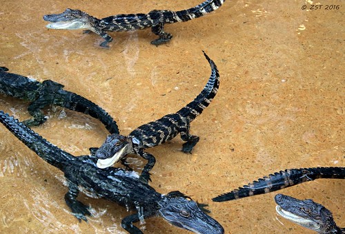 alligator alligatormississippiensis babies bayoupierre bayoupierrealligatorpark juveniles labordayweekend louisiana nachitoches reptile vacation youngalligators zeesstof