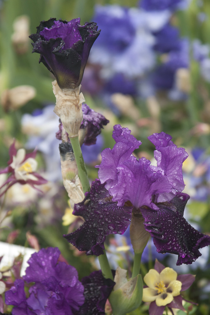 Luscious Purple Bicolor bud & Bloom