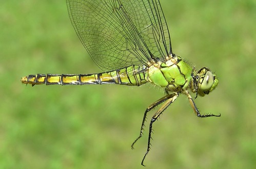 insect dragonfly pondhawk odonata libellulidae anisoptera erythemiscollocata westernpondhawk