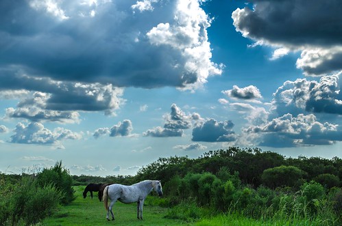 horses clouds florida wildlife gainesville paynesprairie
