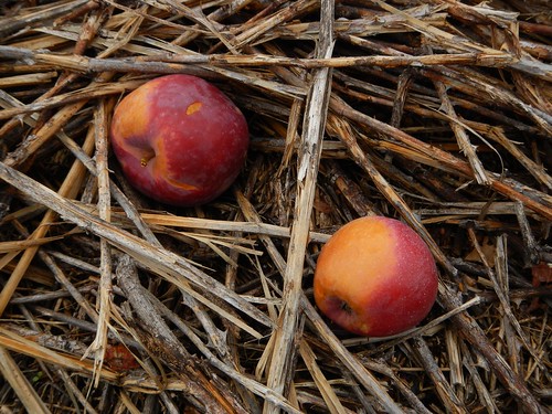 apples in nest