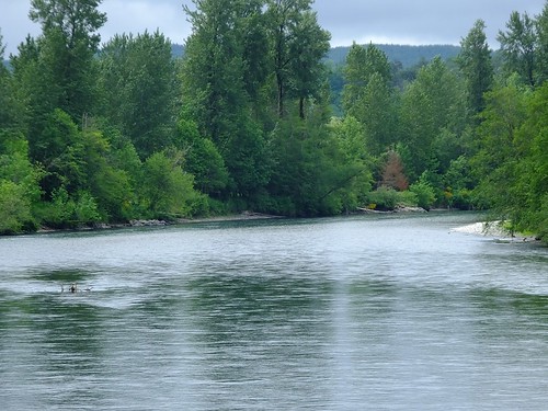 trees water river