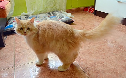 Persi, gato crudo y vainilla de pelo largo y ojos cobre APTO PARA PERROS, nacido en Julio´13, necesita hogar. Valencia. ADOPTADO. 17785677369_4b637f7da4