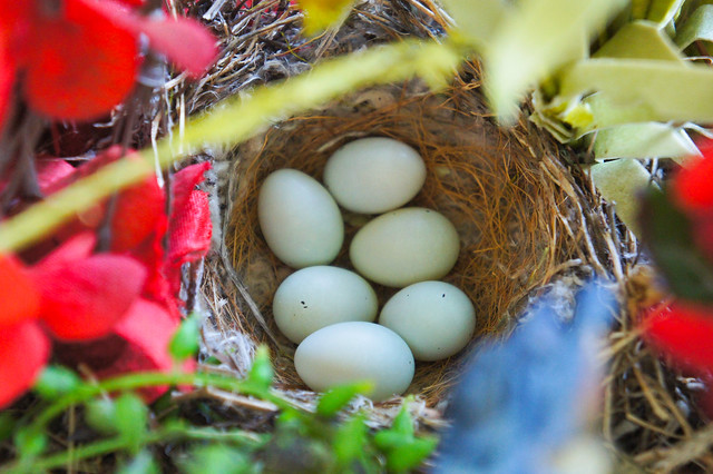House Finch bird eggs
