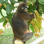 Dusky Leaf Monkeys @ Burau Bay