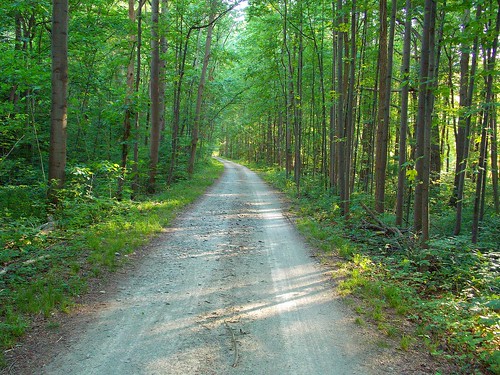 trees green nature june rural forest outdoors woods pennsylvania path gap wilderness railstotrails railtrail fayettecounty laurelhighlands yrt youghioghenyrivertrail greatalleghenypassage