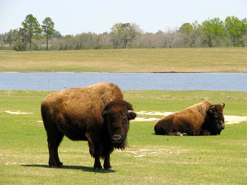 zoo louisiana folsom bison tangipahoa