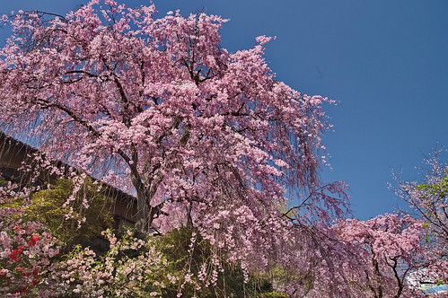 【写真】2013 桜 : 原谷苑（２）/2021-02-05/IMGP9987